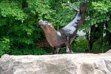 sea lion in the zoo