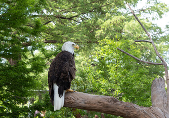 Bald Eagle in a Tree