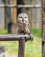 lapland owl
