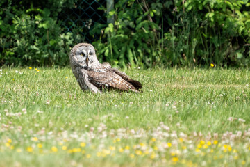 lapland owl in the grass
