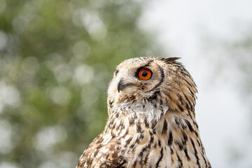 great horned owl