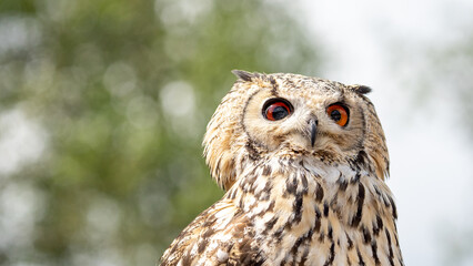 great horned owl