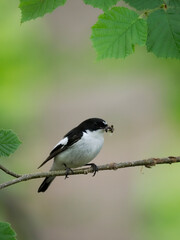 Pied flycatcher, Ficedula hypoleuca