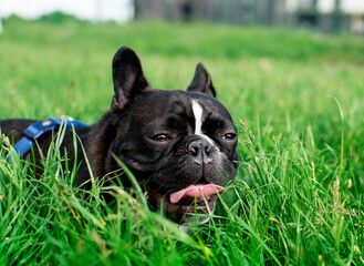 French bulldog lies on a background of blurred grass. He licks his snout with his tongue