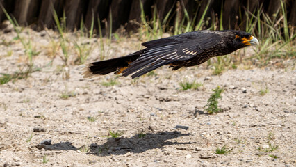 red tailed hawk in flight