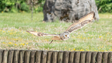 eagle in flight