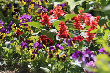 red and yellow flowers