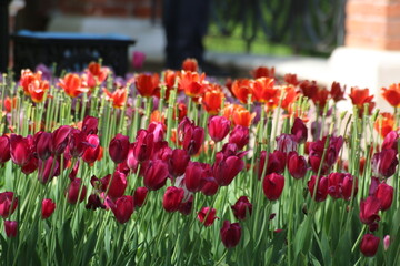 red tulip field