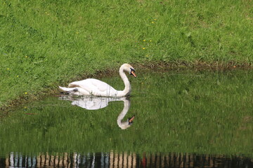 swan