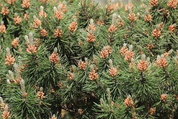 green pine needles