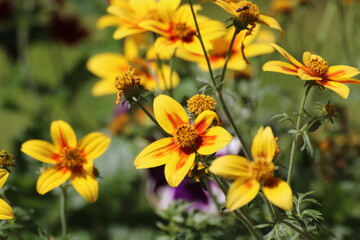 bee on flower