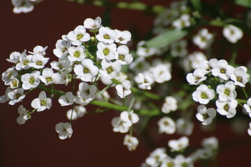 flowers