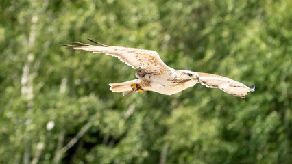 hawk in flight