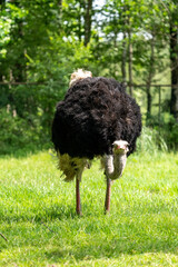 ostrich in the grass