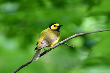 Hooded warbler sits perched on a branch in the forest