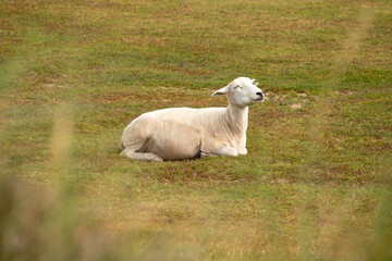 Fototapeta premium One smiling happy sheep in the meadow