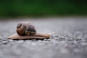 Schnecke mit Schneckenhaus, Weinbergschnecke, Helix pomatia, überquert eine Straße