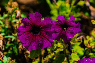 purple flowers in the garden