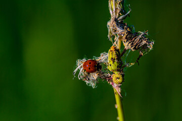 ladybug insect on the grass