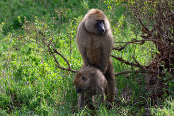 Baboon sex in Tarangire National Park