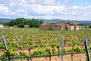 Fototapeta na wymiar Vignobles en Provence au printemps, ancienne maison au milieux, ciel bleu avec de beaux nuages. 