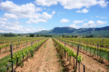Fototapeta na wymiar Vignobles en Provence au printemps, Journée ensoleillée, ciel bleu avec de beaux nuages. 