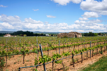 Fototapeta na wymiar Vignobles en Provence au printemps, ancienne maison au milieux, ciel bleu avec de beaux nuages. 
