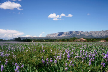 Champ d'iris en Provence. Photo de jour, ciel bleu avec de beaux nuages.  - 508852369