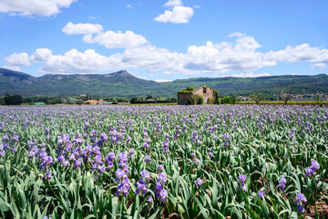 Champ d'iris en Provence. Photo de jour, ciel bleu avec de beaux nuages.  - 508852370
