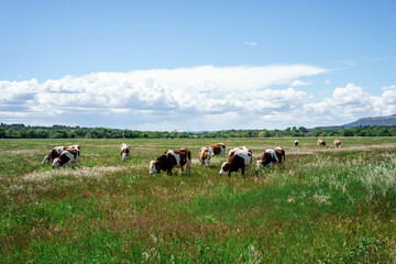 Les vaches en pâturage. Printemps, ciel bleu avec de beaux nuages. 