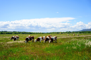 Les vaches en pâturage. Printemps, ciel bleu avec de beaux nuages.  - 508852372