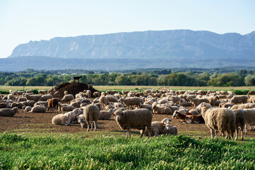 Troupeau de moutons et chèvres en pâturage, Provence, France, Montagne Sainte Victoire en arrière plan.   - 508852375