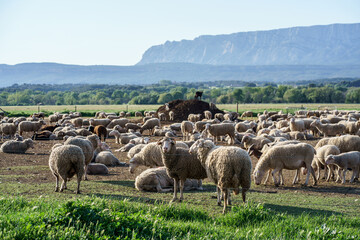 Troupeau de moutons et chèvres en pâturage, Provence, France, Montagne Sainte Victoire en arrière plan.   - 508852376