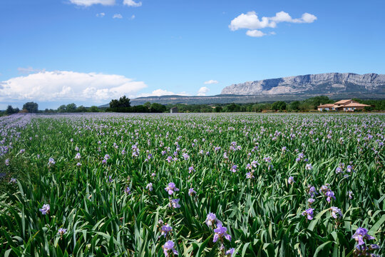 Champ d'iris en Provence. Photo de jour, ciel bleu avec de beaux nuages. 