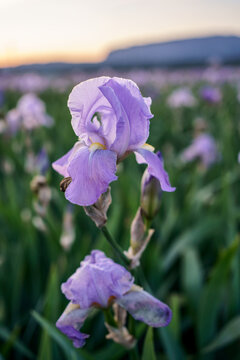 Iris pallida gros plan sur le champ d'iris. 