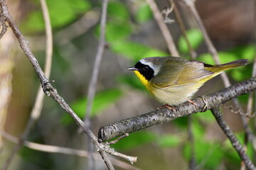 Male Common Yellow Throat Warbler perched on a branch