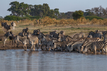 Fototapeta na wymiar wildebeest and zebras