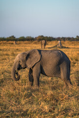 Fototapeta na wymiar elephant at golden hour