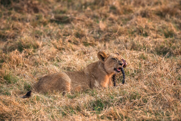 lion cub with horn