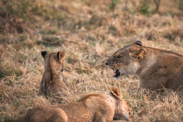 lioness and her cub