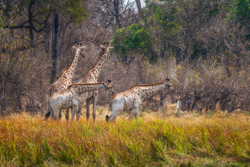 Fototapeta na wymiar giraffe in the savannah