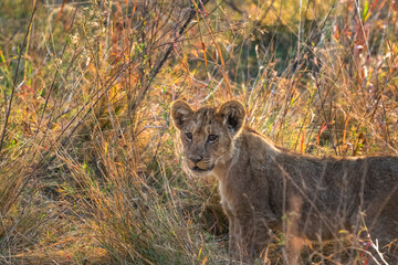 Lion cub with rim light