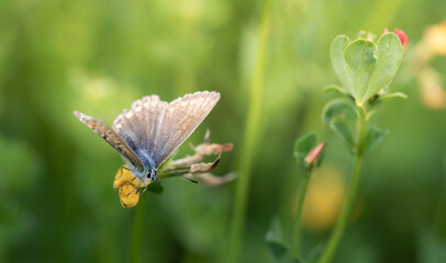 A small blue butterfly (Lycaenidae) sits hidden in tall grass on a yellow flower. The sun is shining in the background.