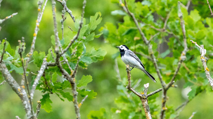 bird on a branch
