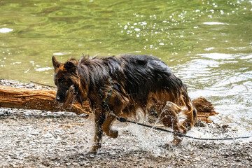 Naklejka premium German shepherd in the water. Dog playing in water. Dog having fun in the water of a lake in a forest