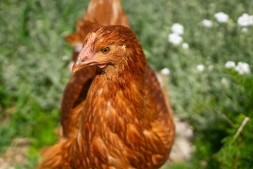 Closeup portrait of young  egg-laying Lohmann Brown hen in summer