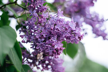 Beautiful partly blossoming lilac syringa in spring with violet flowers. Rare find - five petal syringa that is believed to bring luck to its finder. 