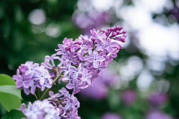 Beautiful partly blossoming lilac syringa in spring with violet flowers. Rare find - five petal syringa that is believed to bring luck to its finder. 