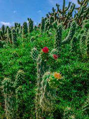 Grandes Cactus Columnares con flores rojas en Alicante típicos del mediterráneo y zonas semidesérticas