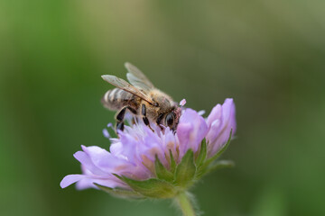 Close-up of a tiny honey bee looking for pollen on a purple flower. The bee is partially covered with purple pollen. The background is green.
